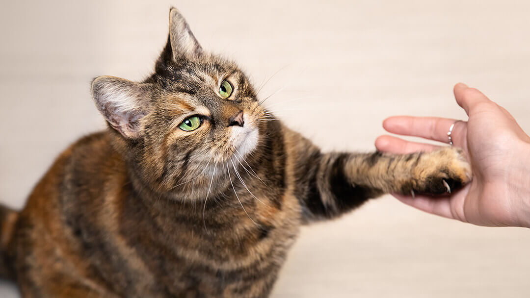 Brown cat giving its paw to the owner.