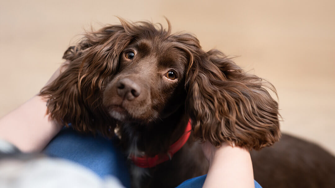 Chocolate brown dog looking at their owner.