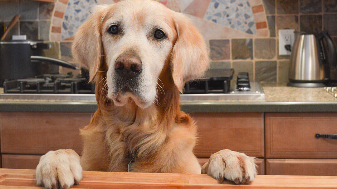 Paws and Reflect: A Guide to Dog Food Nutrition