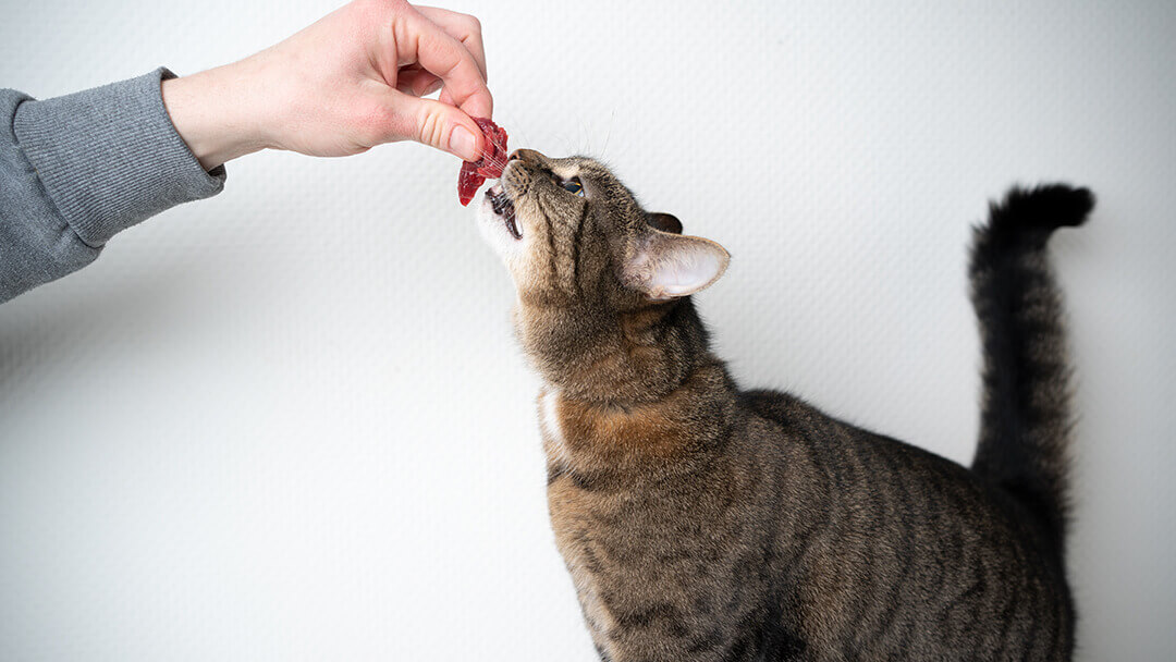 Cat eating raw meat from owner's hand.