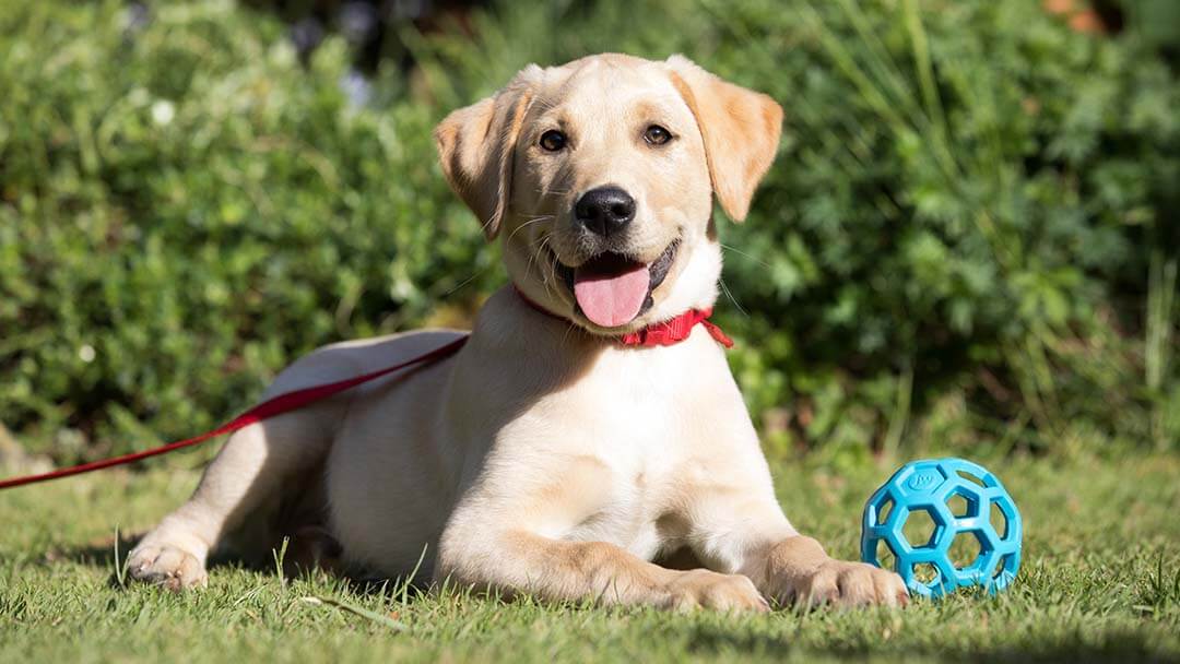 labrador laying in the grass on lead