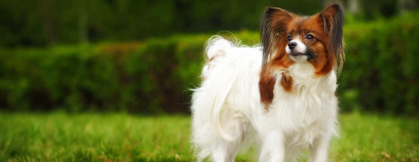 Brown-white fluffy dog standing on the grass
