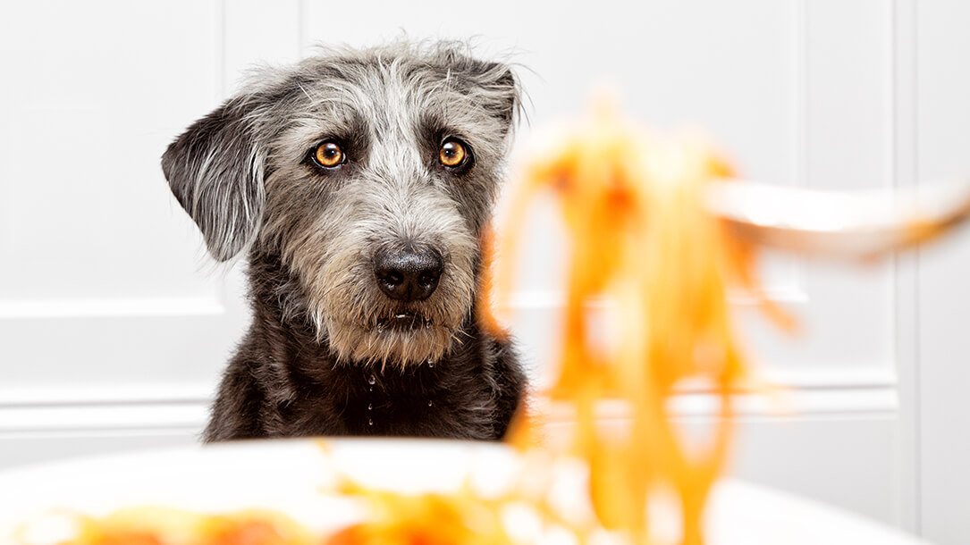 Can Dogs Eat Pasta?  