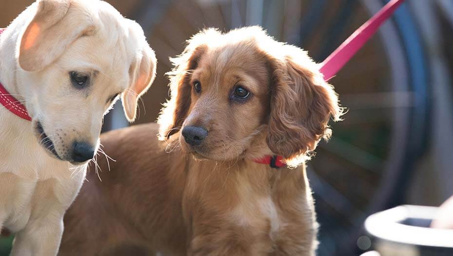 puppy on lead approaching another puppy