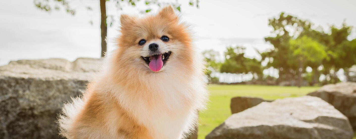 Small fluffy Pomeranian sitting on the rock and smiling