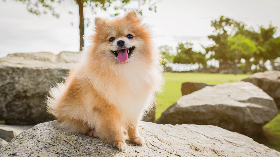 Small fluffy Pomeranian sitting on the rock and smiling