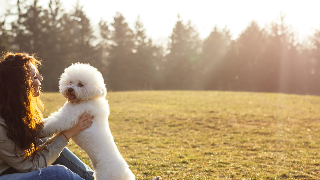 Bichon Frise With Owner 