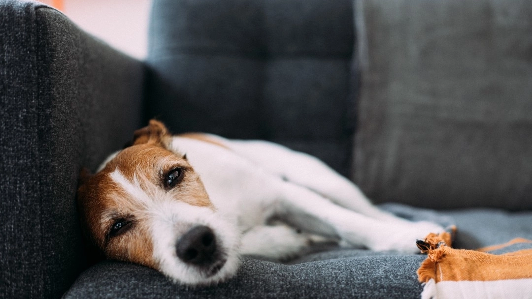 dog skin cancer