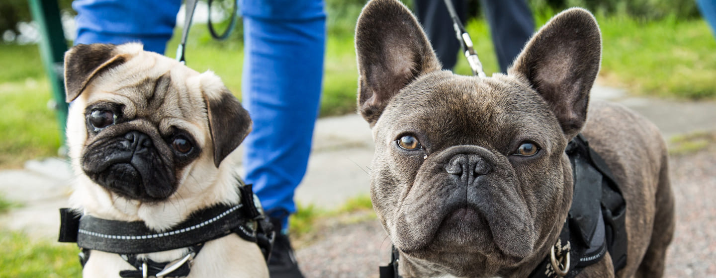 French Bulldog Health Problems