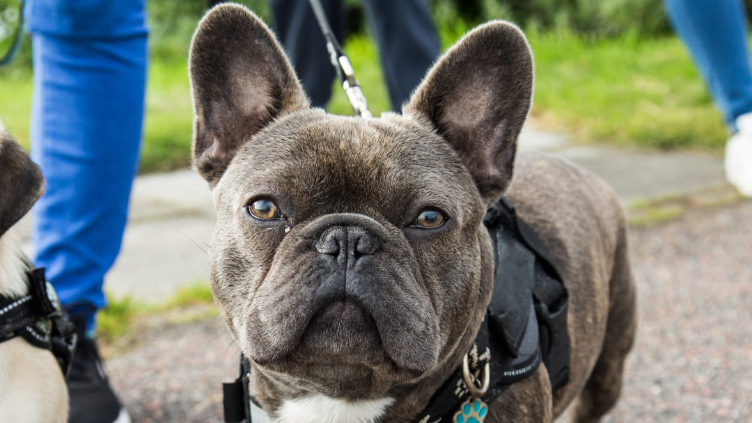 French Bulldog Health Problems