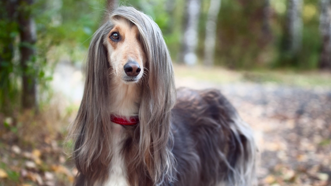 Long-Haired Dog