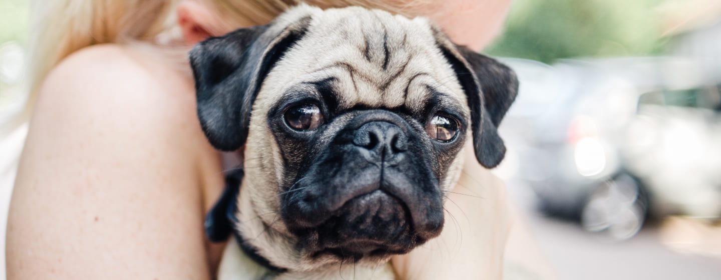 Pug looking at camera