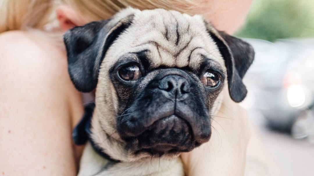 Pug looking at camera