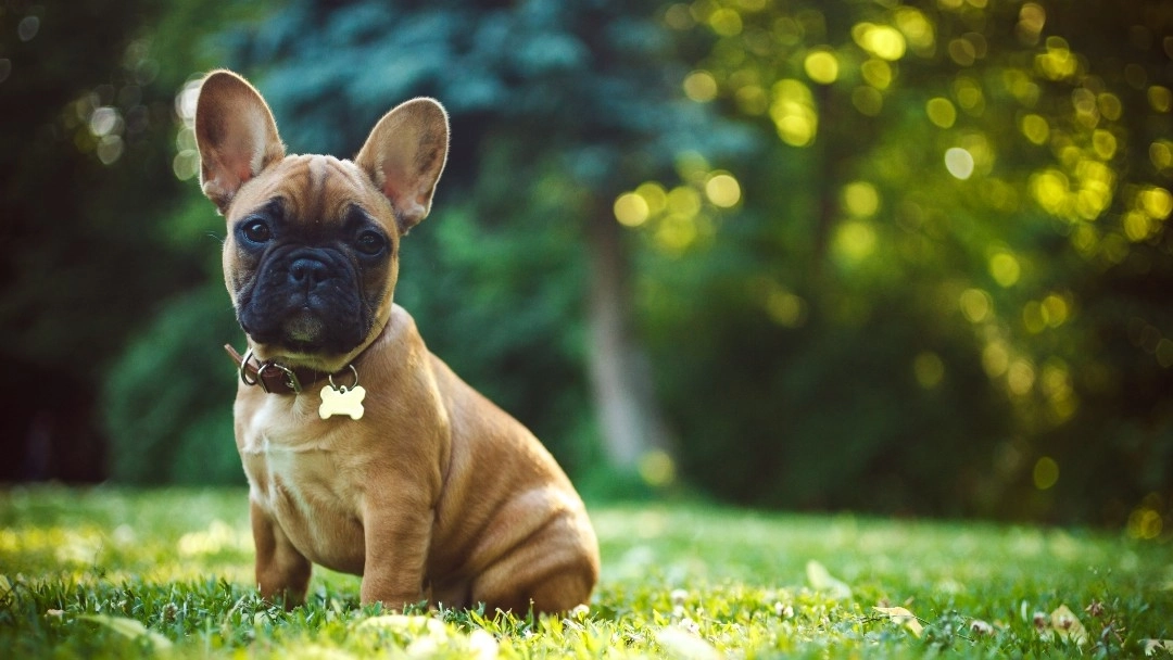 Boas in flat faced dogs