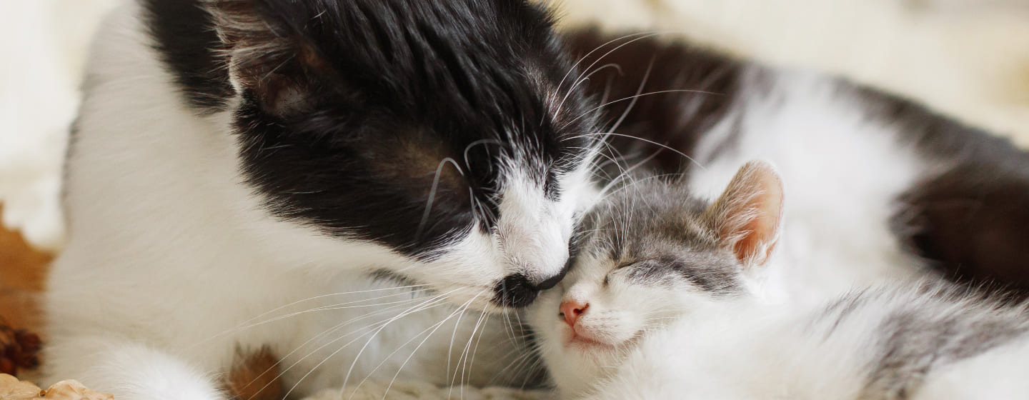 cat grooming kitten