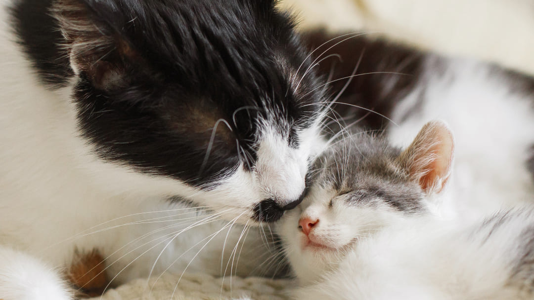 cat grooming kitten