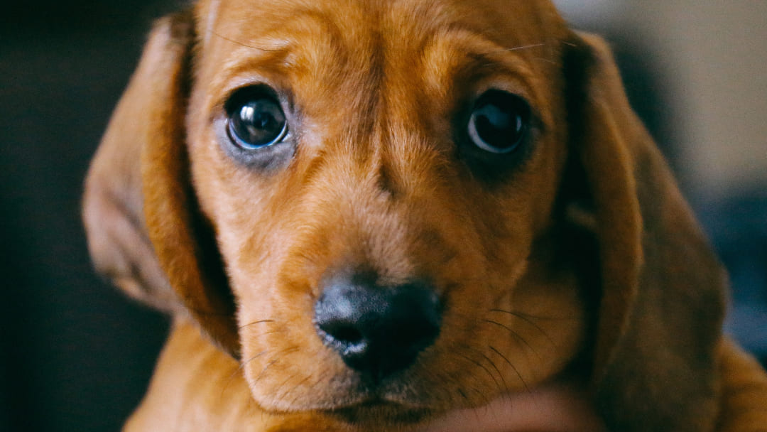 Dachshund puppy