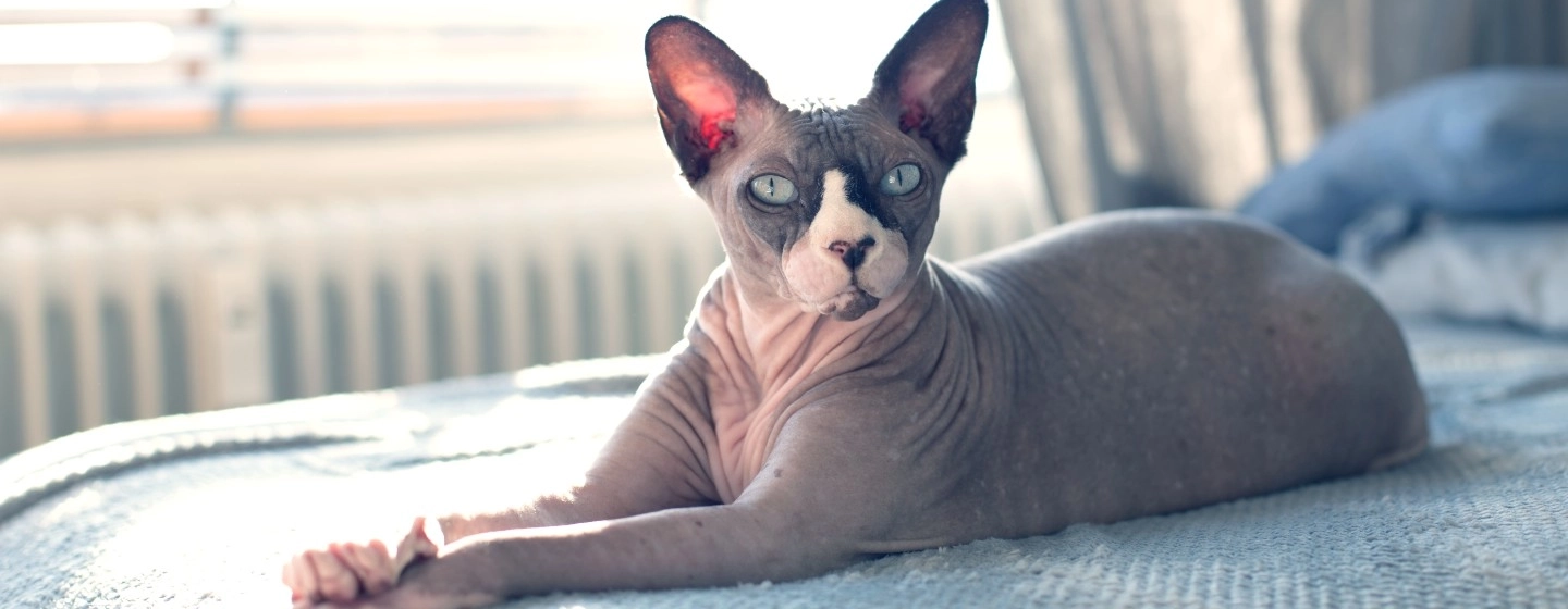 Hairless cat breed