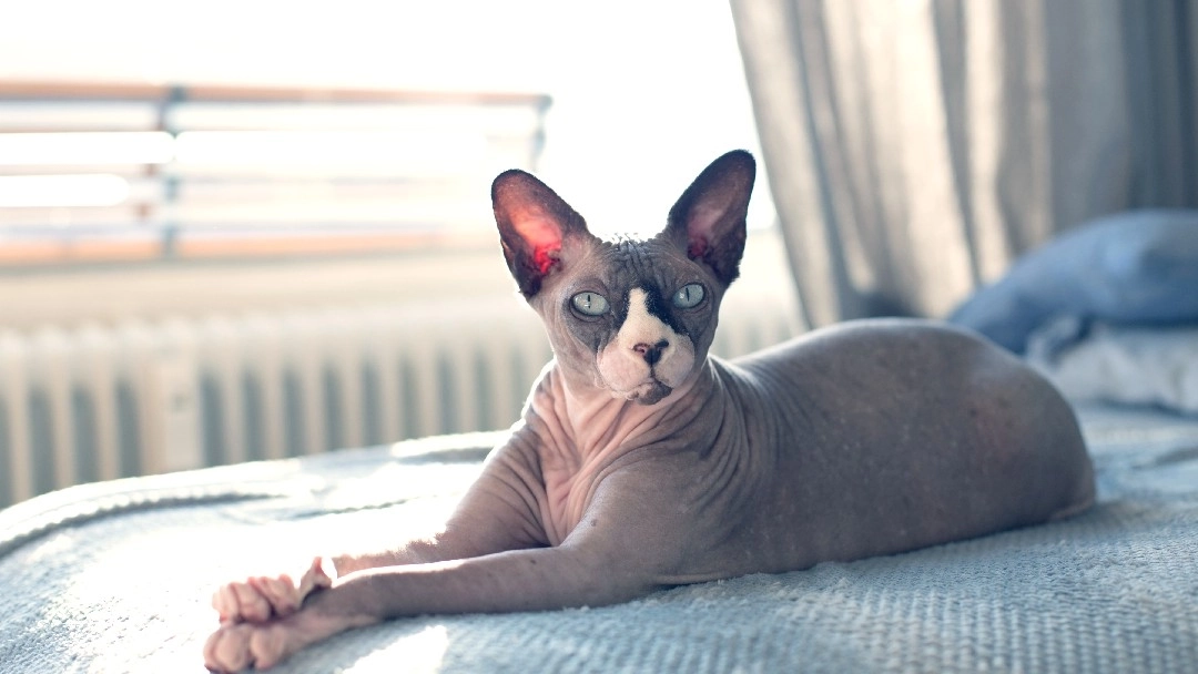 Hairless cat breed