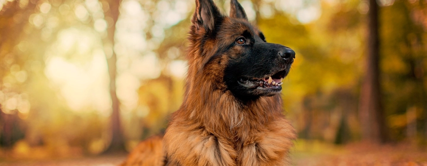 Purina german hot sale shepherd