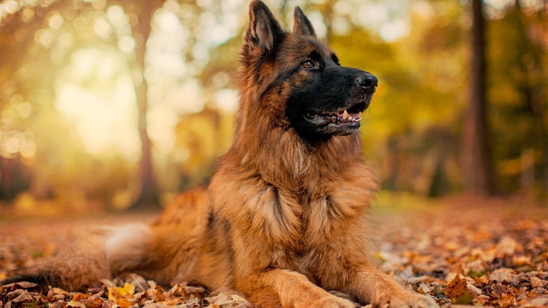 German Shepherd