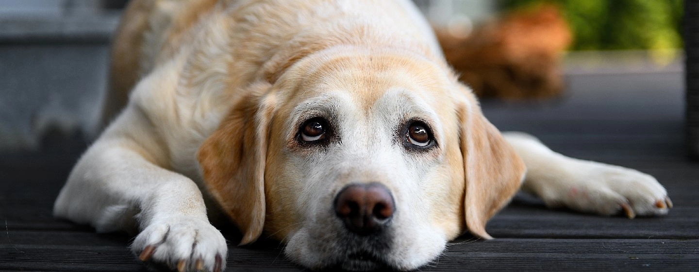 Labrador lying down