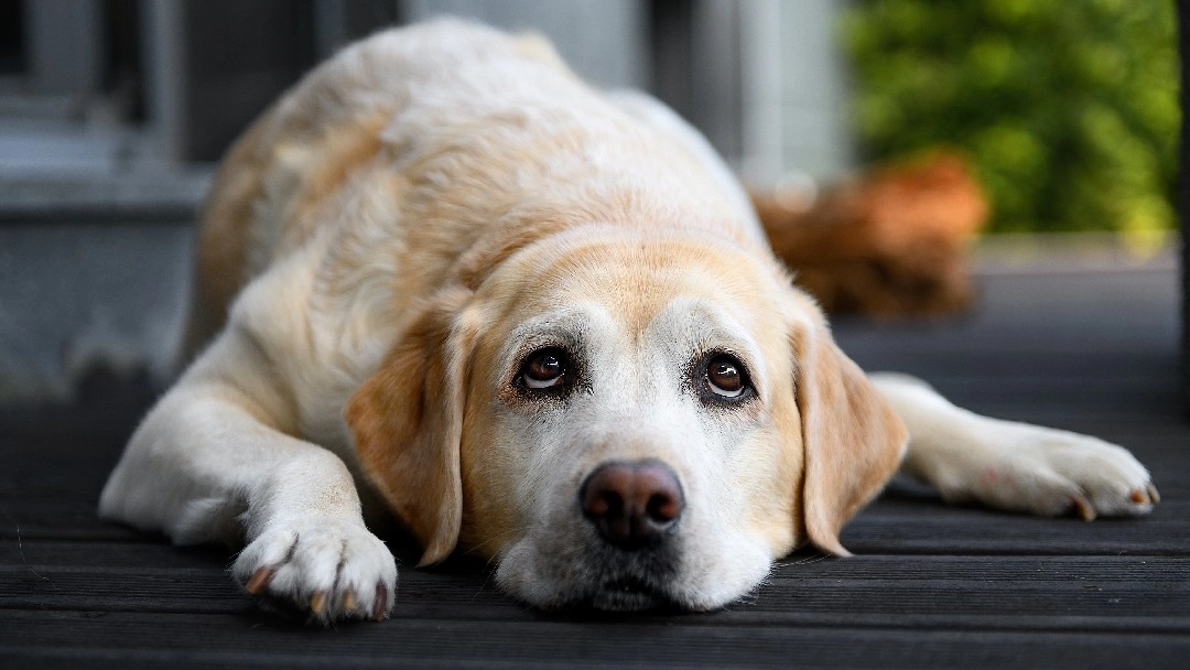 Labrador lying down