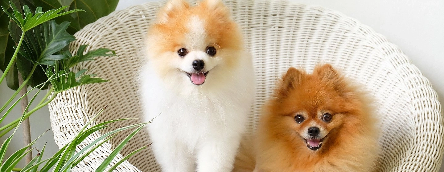 Pomeranian dogs sitting happily on a beautiful white chair