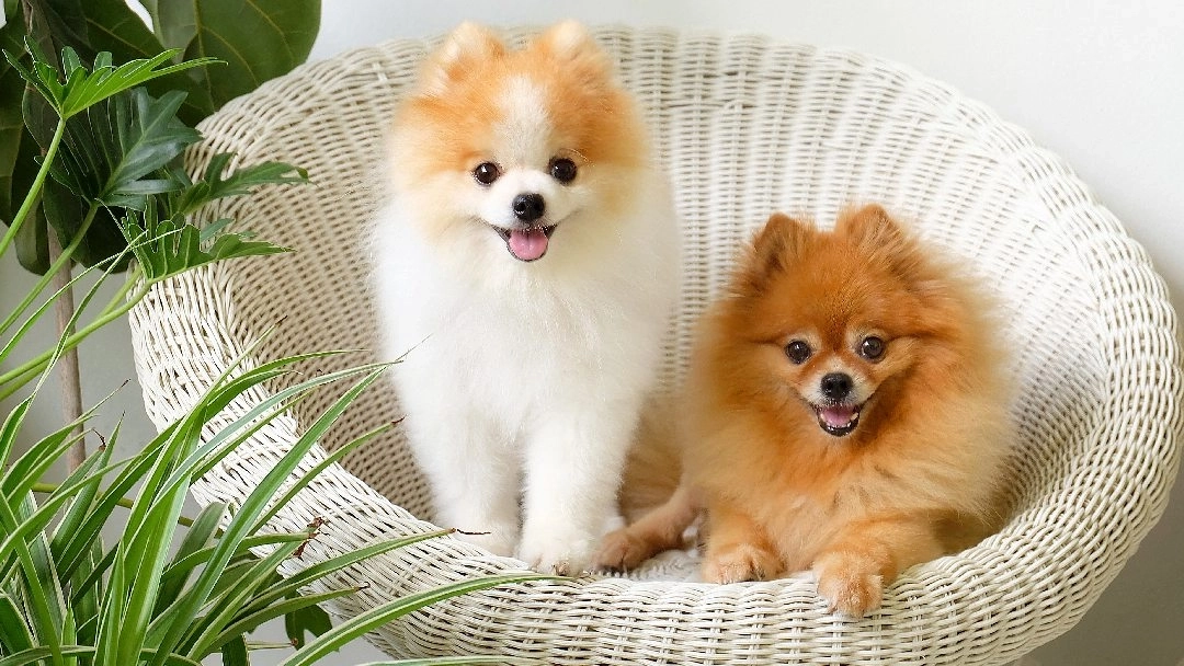 Common Health Problems in Pomeranians | Purina
