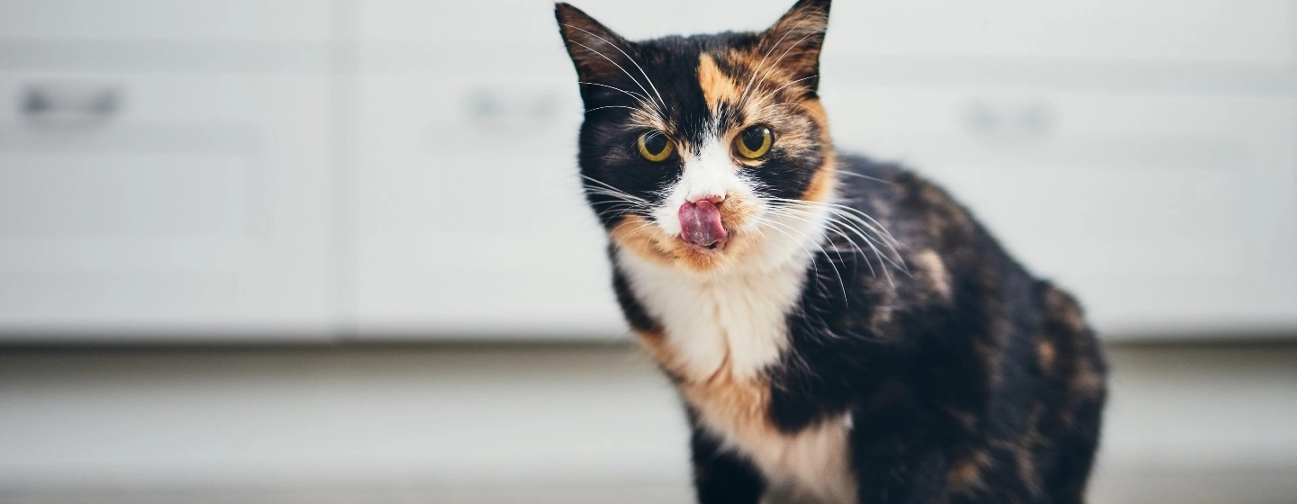 Cat with bowl