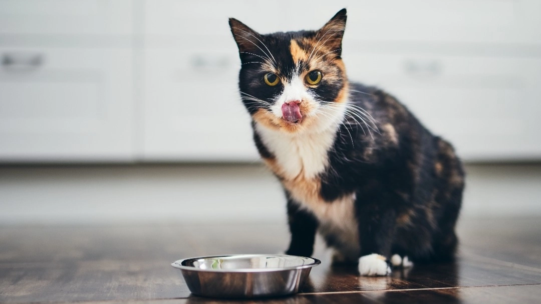 Cat with bowl