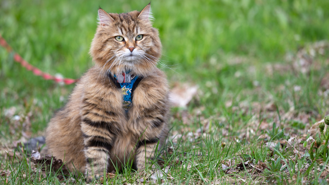 Leash training cat