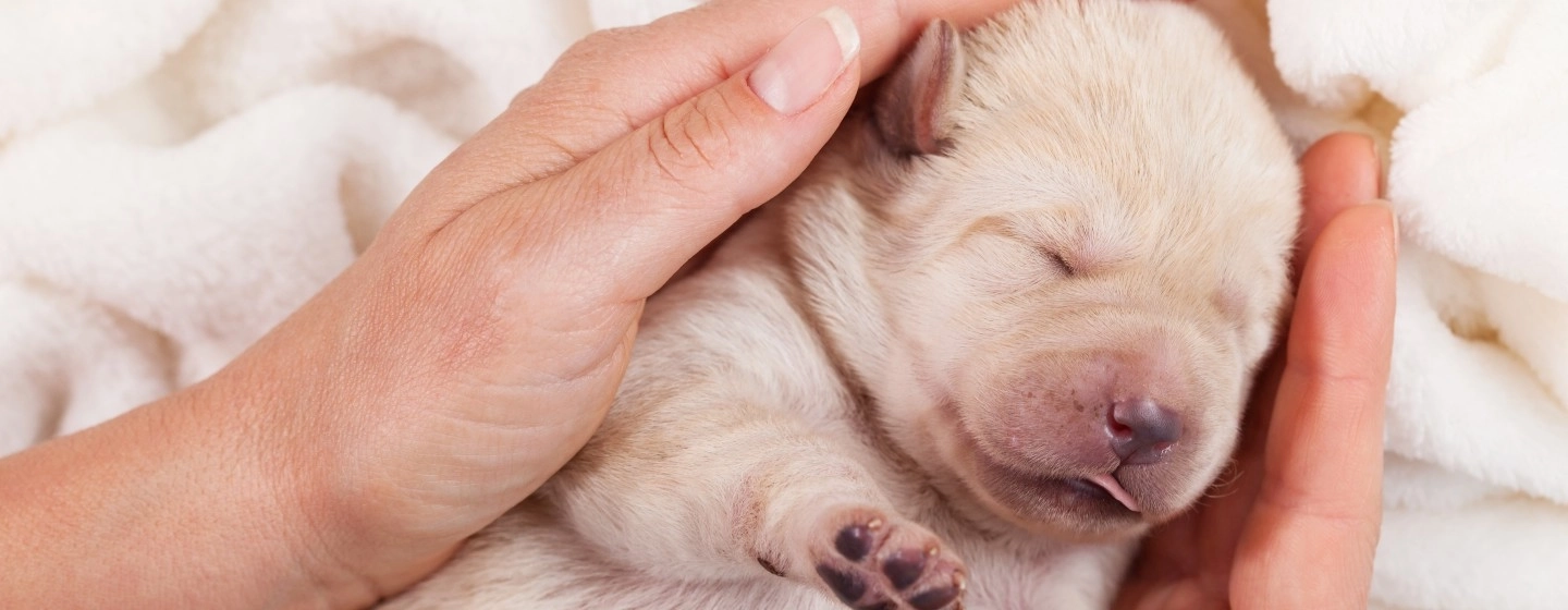 Newborn puppy sleeping on human hand