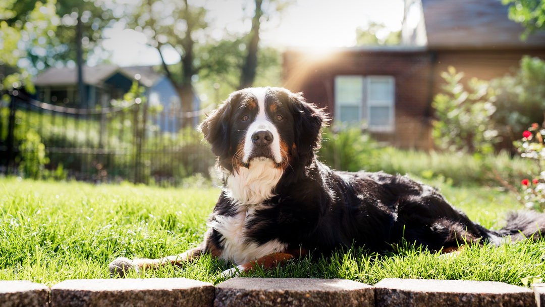 Regal bernese mountain dog sits in the sun