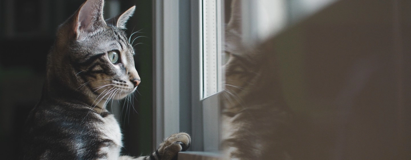 Cat looking out window