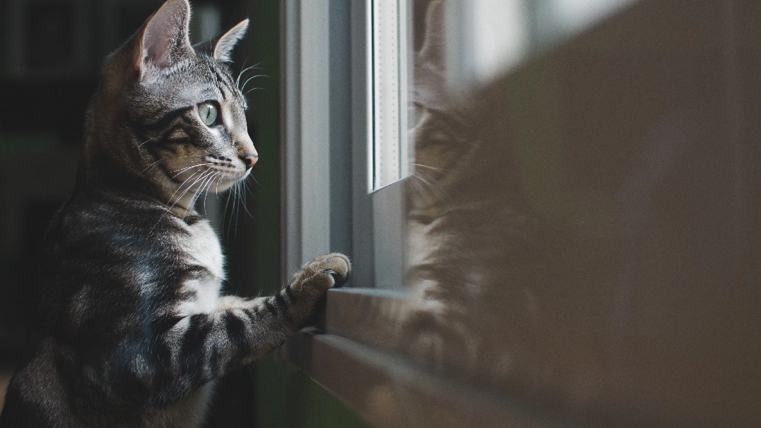 Cat looking out window