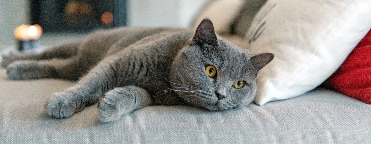 Cat lying on bed