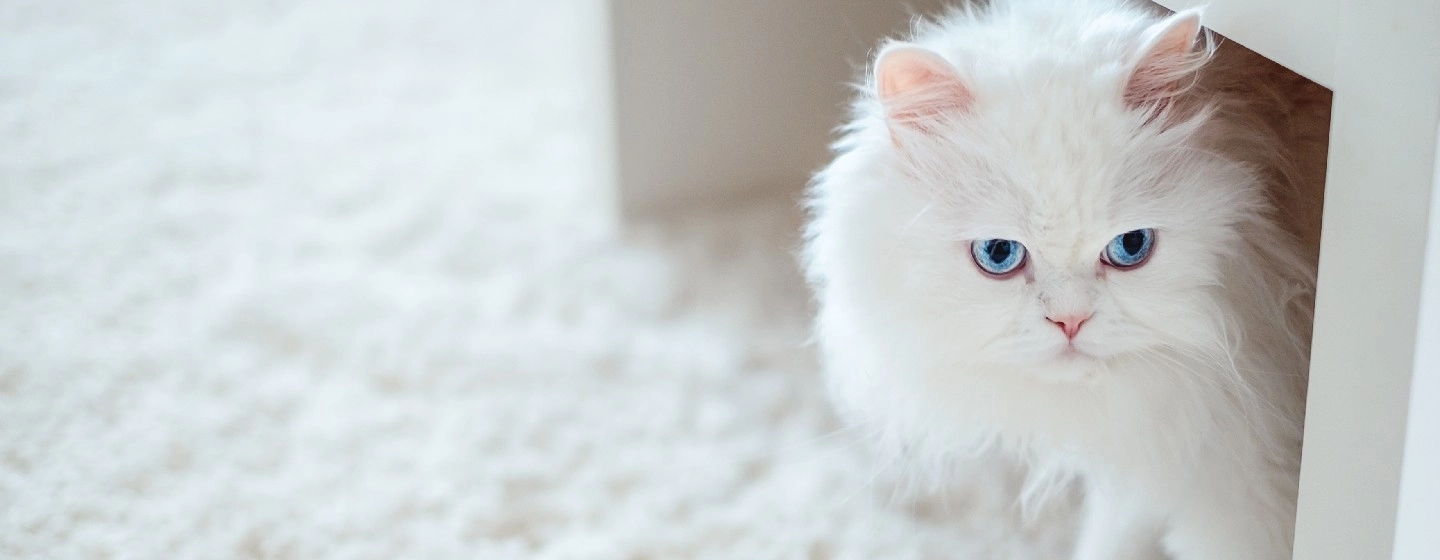 White cat