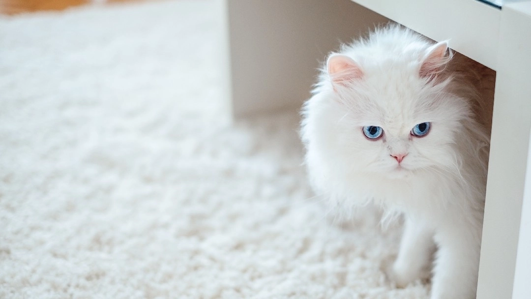 White cat