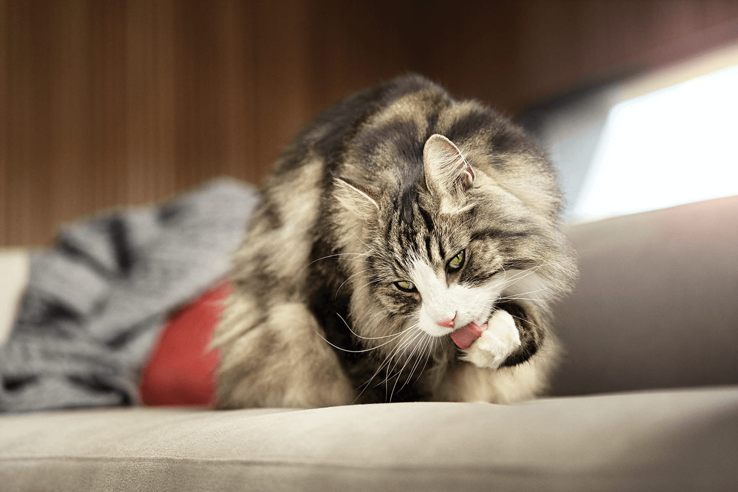 The Myth of ‘Hypoallergenic Cats