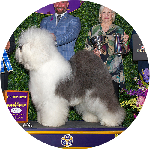 Old English Sheepdog