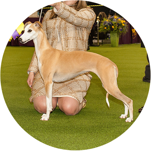 Whippet