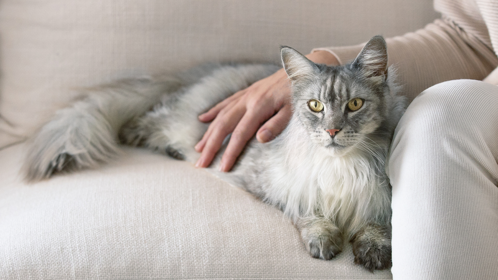 A cat lying on a couch