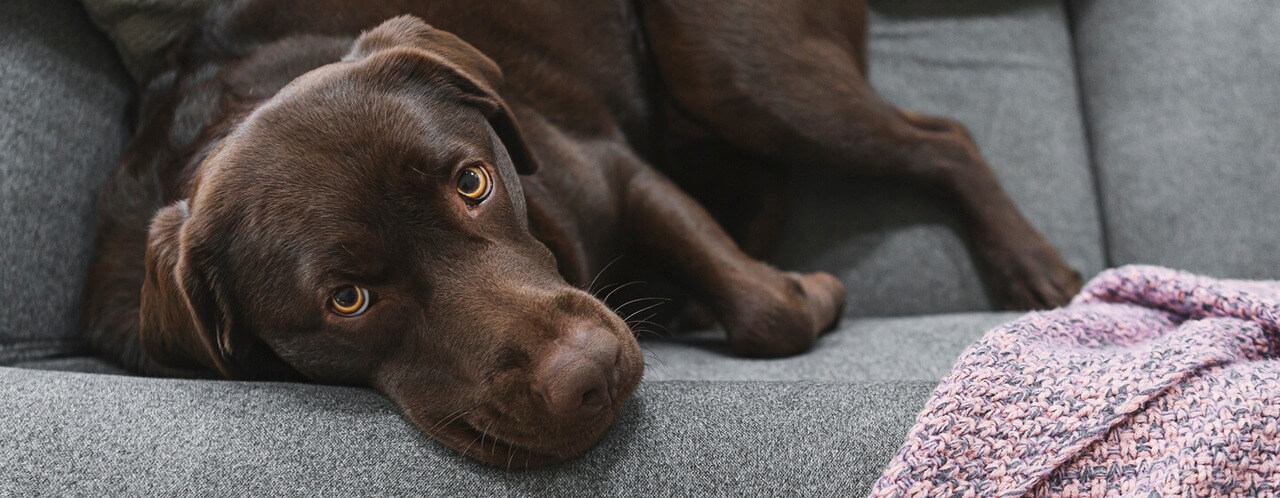 Cushings-Disease in-Dogs-Symptoms-and-Treatment-HERO