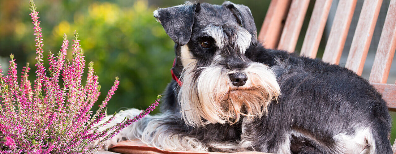 Hernias in Dogs Everything You Need to Know Purina
