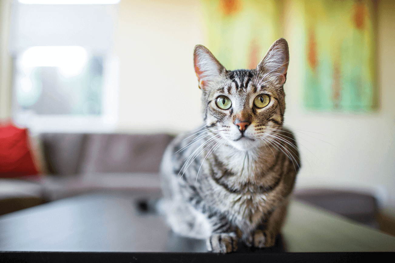 purina cat sitting on a table