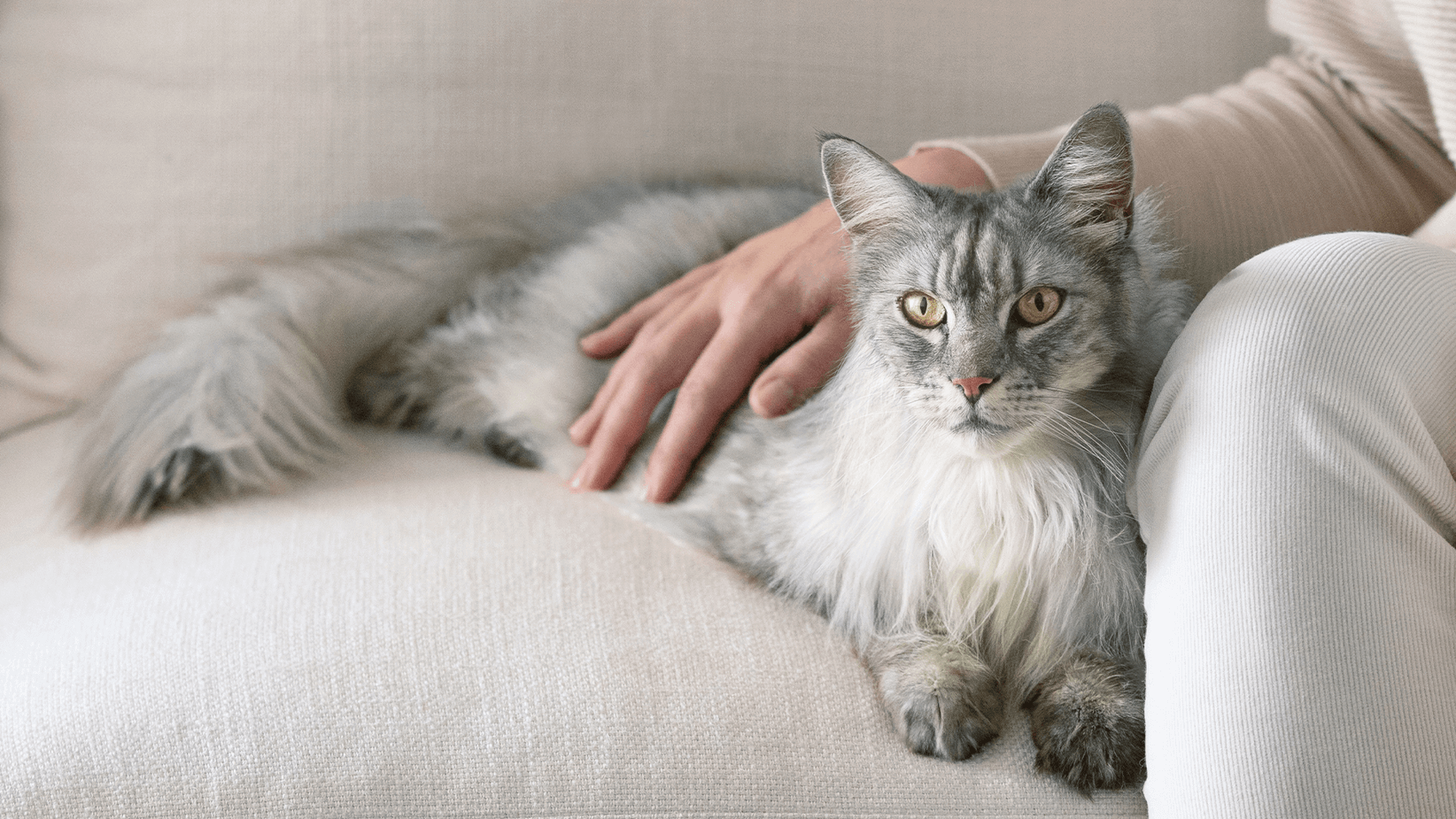cat lying on a couch