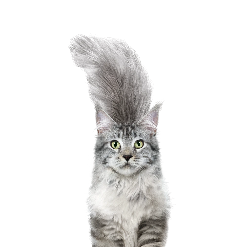 Purina ONE Teaser image cat