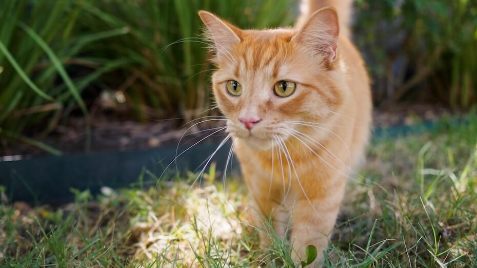 Orange cat outside