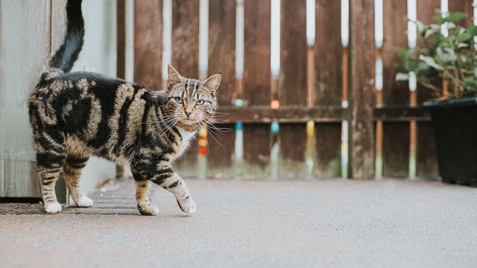 Cat walking in a backyard